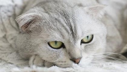 世界杯官方正版客户端下载-德约科维奇给美网“泼冷水” 不看好巡回赛如期回归